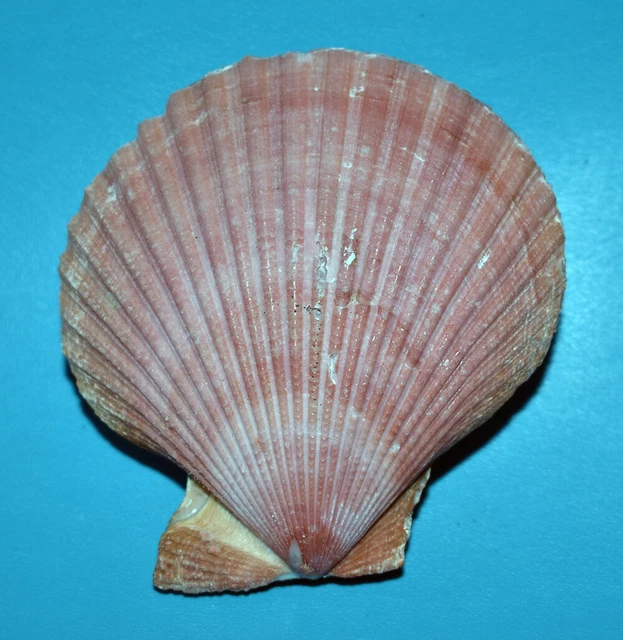 SEA SHELL - SHELLS - PECTINIDAE MINICHLAMIS SANGUINEA 85.05mm £9.28 ...