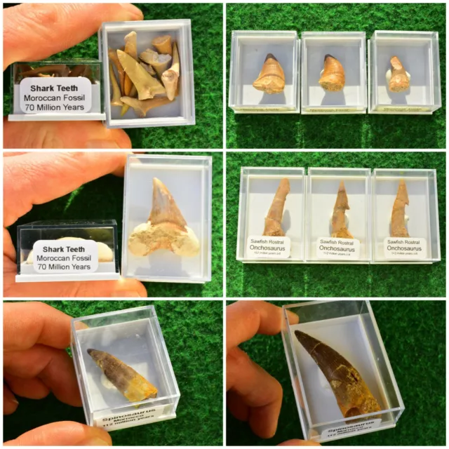 Fossil Shark Tooth, Onchosaurus, Spinosaurus, Mosasaurs Dinosaur Teeth BOX