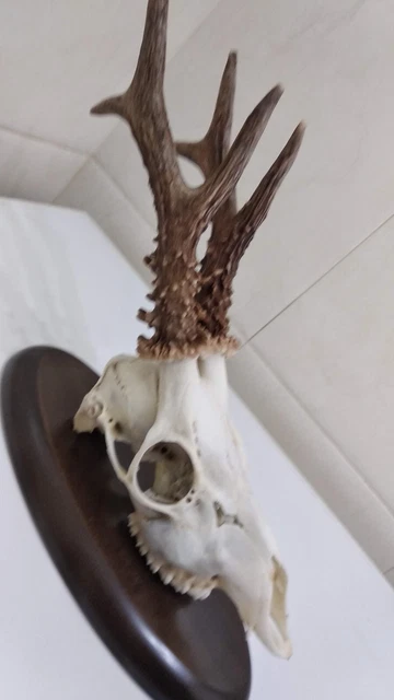 trofeo corzo en perfecto estado en peana de madera 3