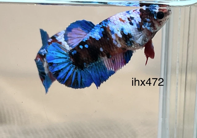 LiVe BeTtA FisH HMPK** FanCy GalaXy**(Imported FeMale}**(ihx472)