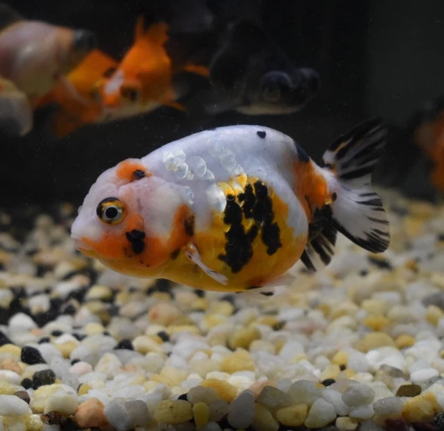 Live Calico Ranchu Fancy Goldfish (4" Freshwater Aquarium Fish) *PLS READ DESCR* 4