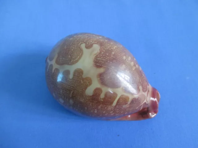 Huge Cypraea mapa 87mm length =(3.4 inch) - Dark color - very nice shell- Nature