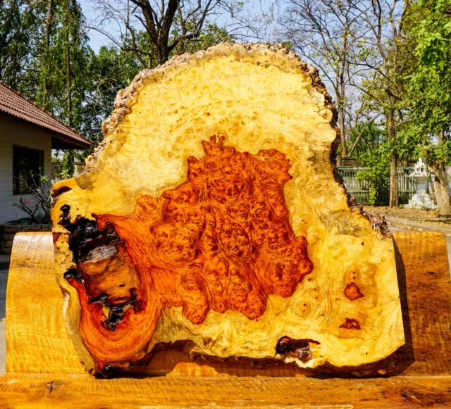 Gold AMBOYNA BURL LUMBER Live Edge DIY Epoxy Resin Table Top Natural Slab Wood