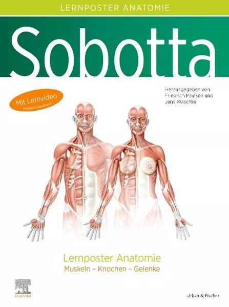 Sobotta Lernposter Anatomie: Muskeln - Knochen - Gelenke Paulsen, Friedrich und