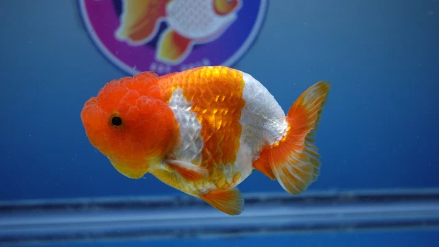 Live Fancy Goldfish Red/White Lionchu Female