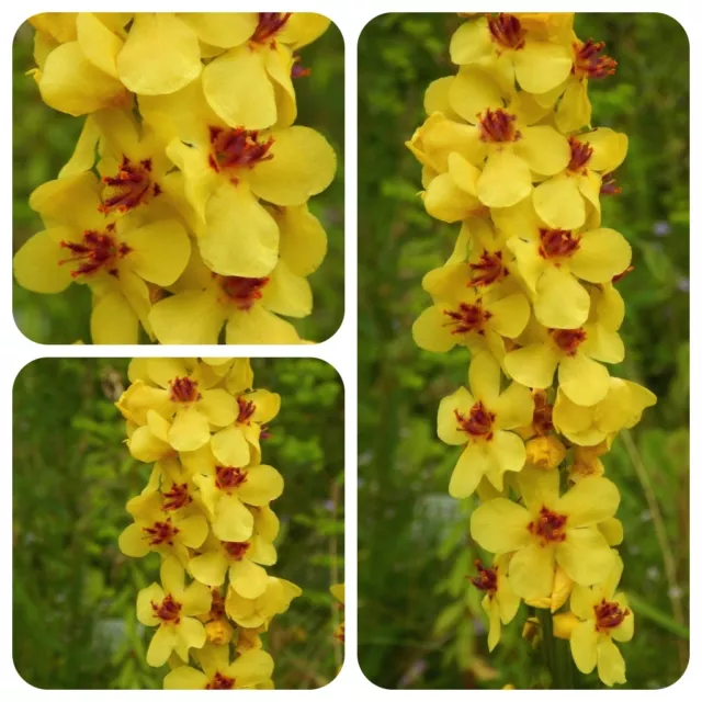 Dunkle Königskerze Verbascum nigrum Bauerngartenstaude Bienenweide