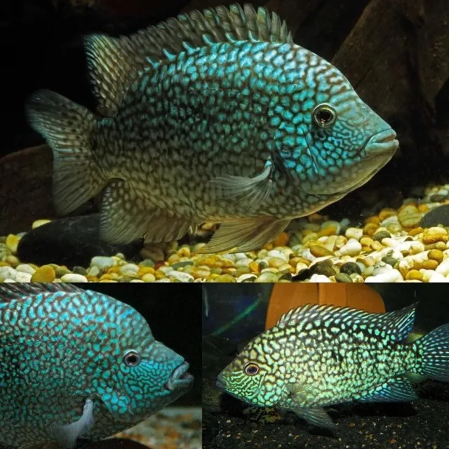 1 Pair Live Juvenile Texas Cichlid Premium Freshwater Tropical Fish High Quality