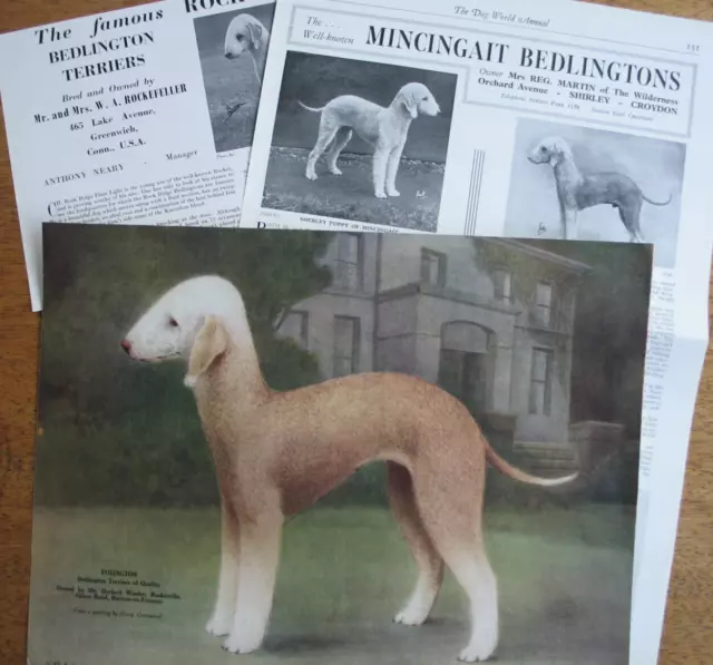 BEDLINGTON TERRIER DOG KENNEL CLIPPINGS all from 1930s - 1960s  x 40