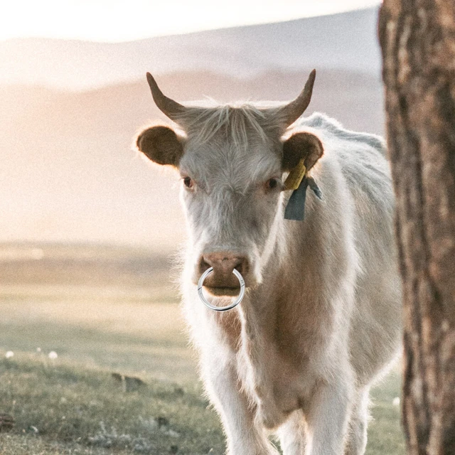 Anello Al Naso Per Bovini In Acciaio Inox - Chiusura Automatica A Molla, Diametro 7-7.7cm