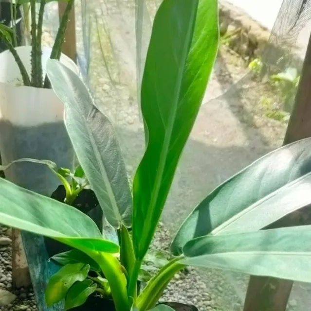 Alocasia (Alocasia lancifolia)  - seed