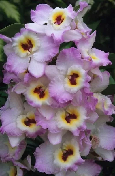 Dendrobium Sweet pinky "momokko"  4in super fragrant blooming size 45$