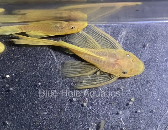 L144 Longfin Blue Eye Lemon  Pleco 1.5”+
