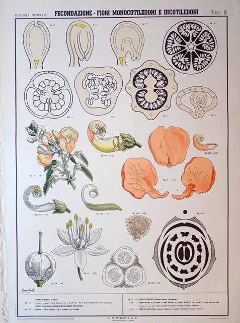 Raro Manifesto Paravia Del 1957 Biologia Vegetale Tav.x