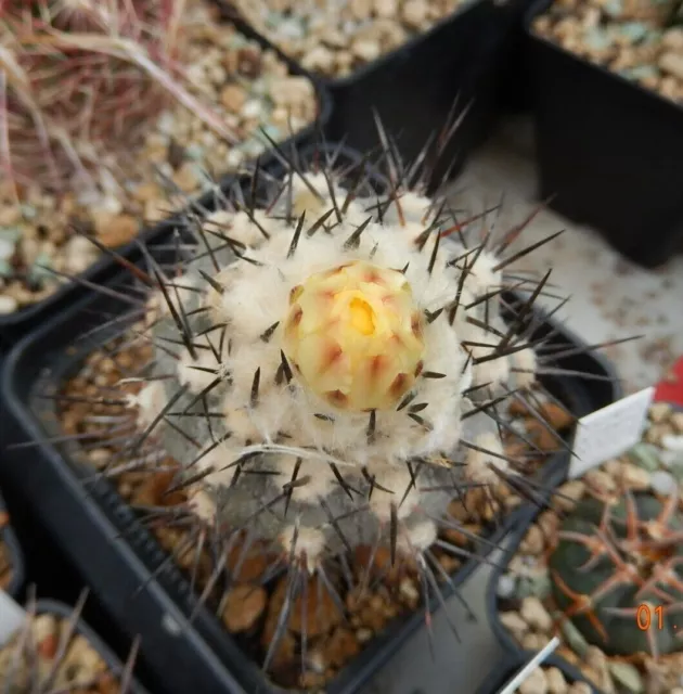 15 Samen/Seeds Copiapoa cinerea