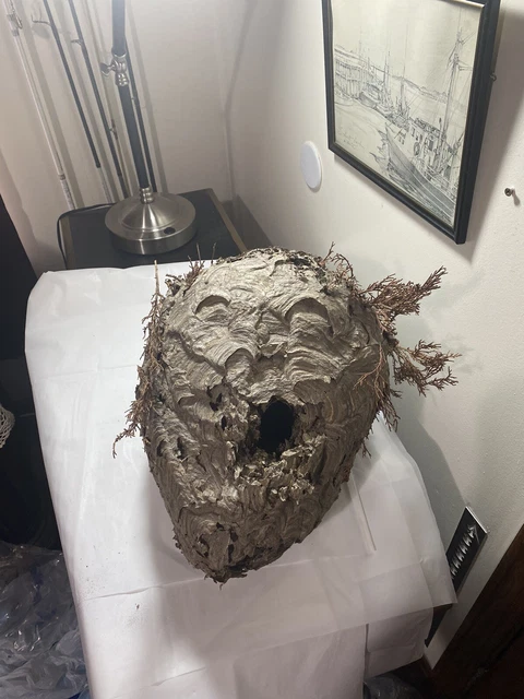 BALD-FACED HORNET NEST HORNET’S NEST HIVE WITH TREE LIMBS LARGE 15” Long