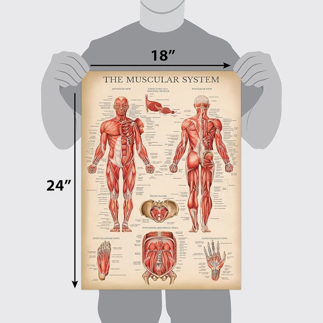 PALACE LEARNING VINTAGE Muscular System Anatomical Chart - Human Muscle ...