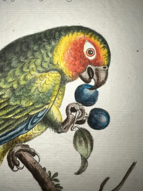 Antique Engraving Pl. 21 Edwards Seligmann C1750 Bird Hand Color Parrot