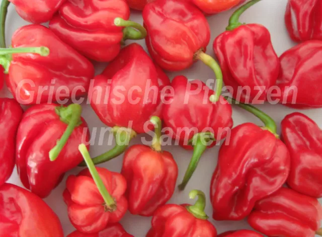 🔥 🌶️ Habanero rot Chili Chilli ultrascharf  10 frische Samen Balkon