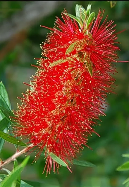 Red Bottlebrush Callistemon Seeds Australian Native 200Seed Pk