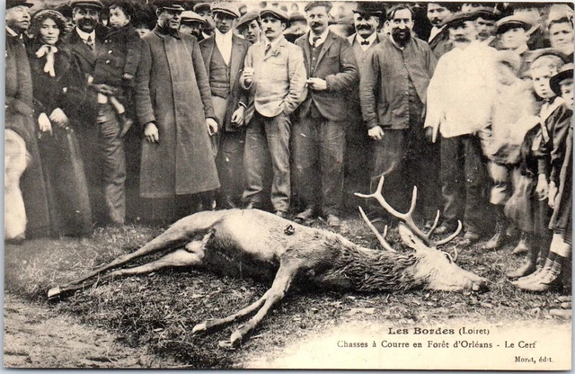 Bois De Cerf Trophée Fin 19eme Foret D orleans 1881