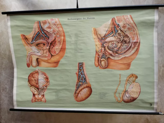 Rollkarte Beckenorgane des Mannes Schulwandkarte Schautafel Klett Verlag 1956