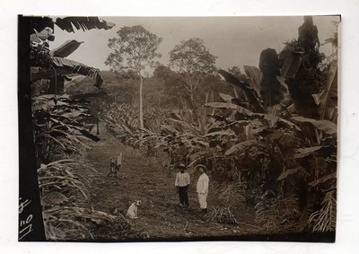 Bananiers Poulo Condor Viêt Nam Photo F1 Plaque de verre Stereo Vintage 