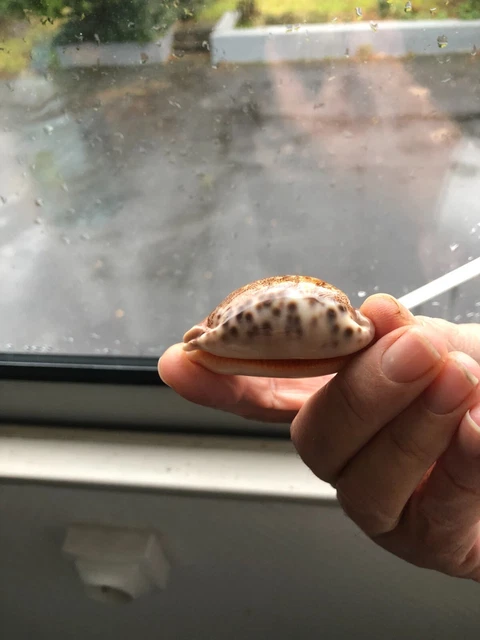 Cypraea Géographica ( Mappa ) 52 mm Gem Thaïlande