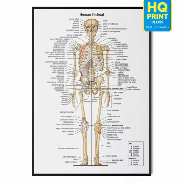 Skeleton Poster Skeletal Human Body Educational Science Anatomy | A4 A3 A2 A1 |