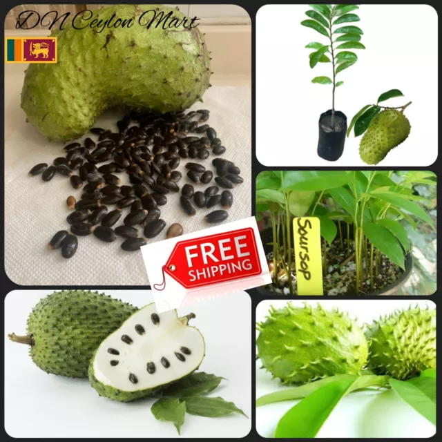 #500 SOURSOP SEEDS Annona Muricata Guanabana Graviola Plant Ceylon FREE SHIPPING