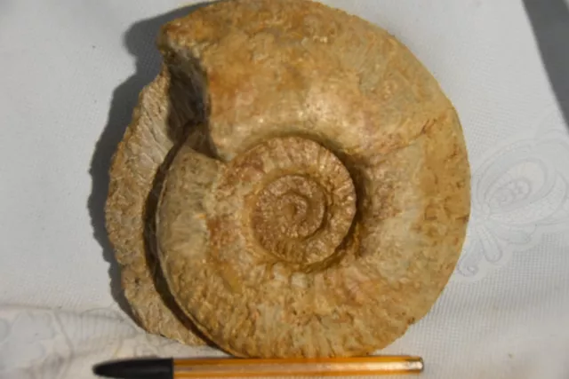 Très grande ammonite Oraniceras gyrumbilicus bathonien de la Nièvre