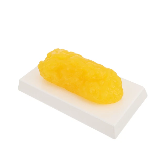 Plastic Demonstration Model Fat for Teaching Replica Human Body