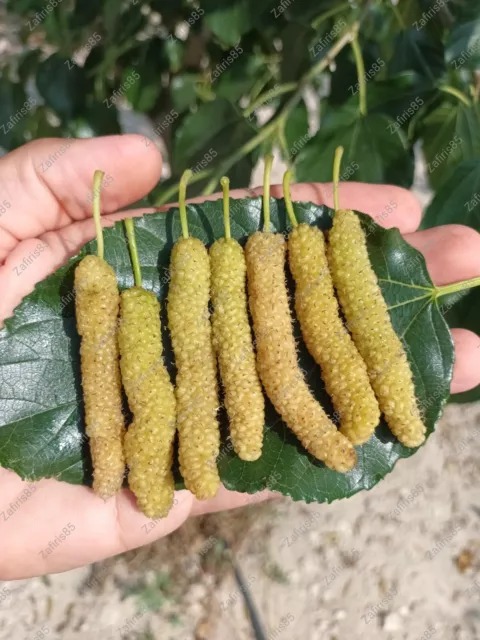 2 x “Mulberry” Pakistani cuttings WHITE From CYPRUS Island