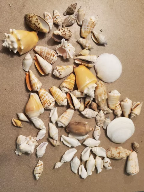 ¡Lote coleccionable de decoración de caracoles de mar mezclados libra y media!
