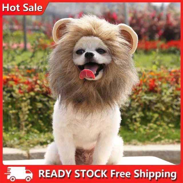 Forniture per animali domestici parrucca giocattolo gatto cappello leone regolabile gatto cappello caldo accessori decorativi