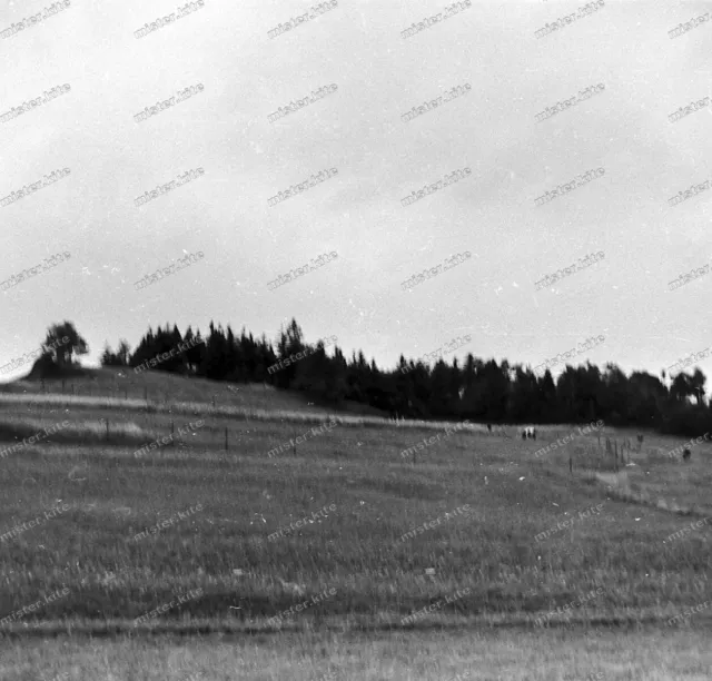 Negativ-Zittauer Gebirge-Lausitzer Kamm-Sachsen-Bäume-Natur-Panorama-Weide-15