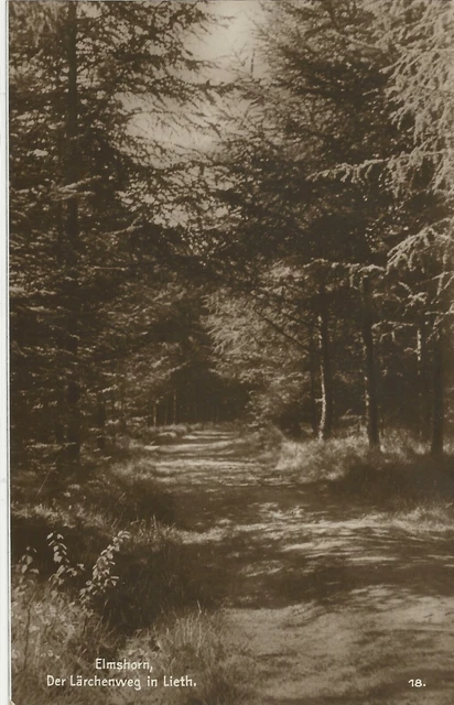 alte sw AK Elmshorn - Der Lärchenweg in Lieth, von 1930, (1133)