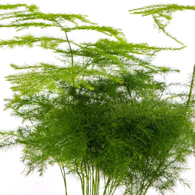 Baby Asparagus Fern Plant Asparagus Plumosus Small Indoor Evergreen Houseplant 2