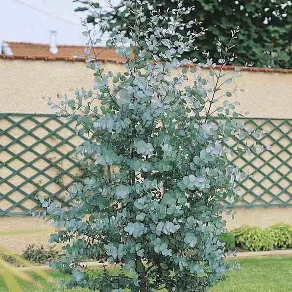 Eucalyptus gunnii 'Silverana'® - Gommier cidre bleu compact.