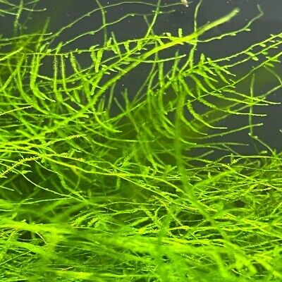 Java Moss (Taxiphyllum Barbieri) Live Aquarium Plants
