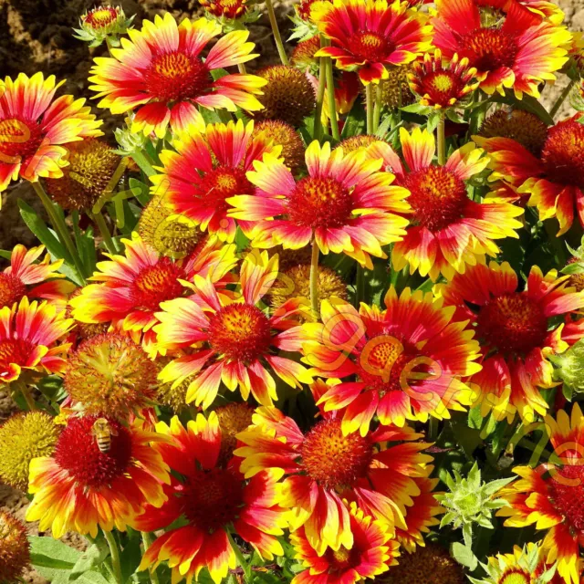 Kokardenblume Gaillardia Winterhart Staude Dauerblüher 50 Samen