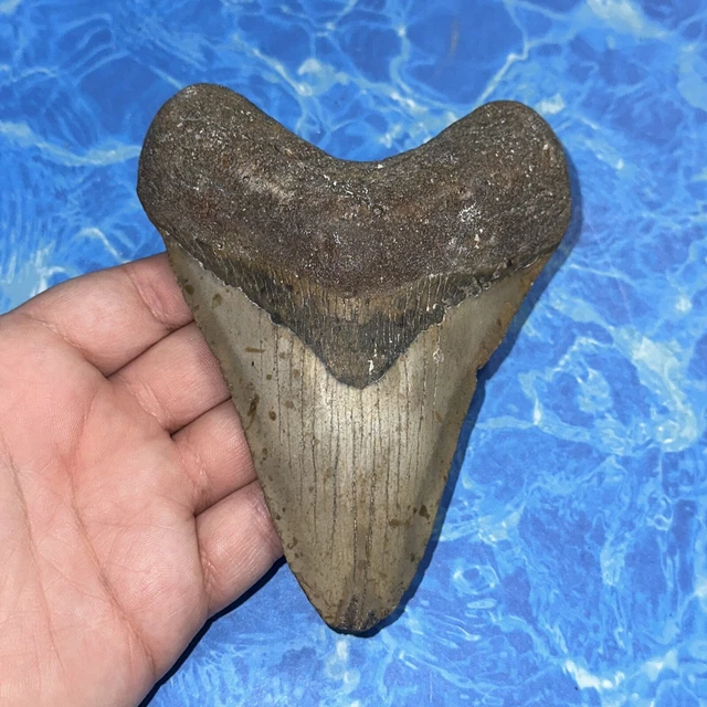 Megalodon Shark Tooth 5.11” Huge Teeth Big Meg Scuba Diver Direct Fossil Nc 8134