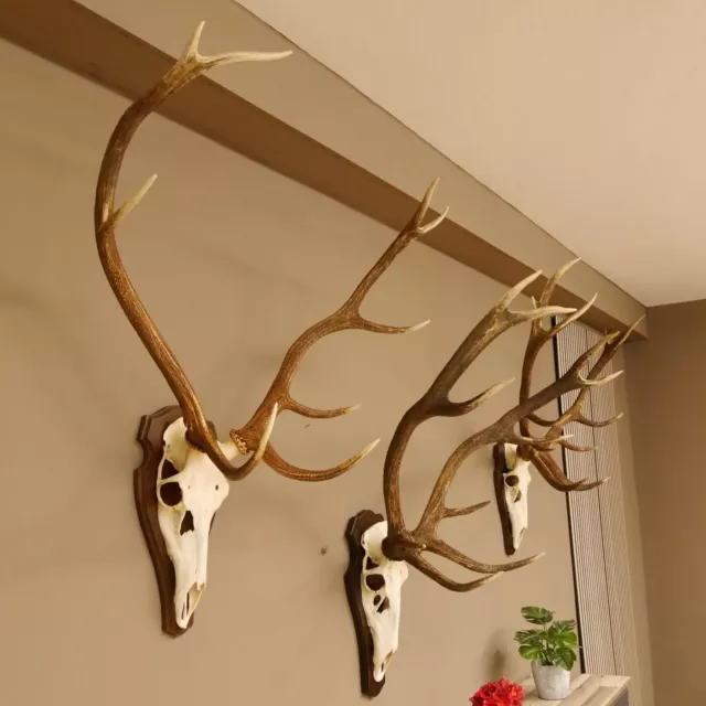 3x Red Deer 3-er Set Convoluté Bois 10-12 Ender H 88-90cm Corne de Cerf Bouclier