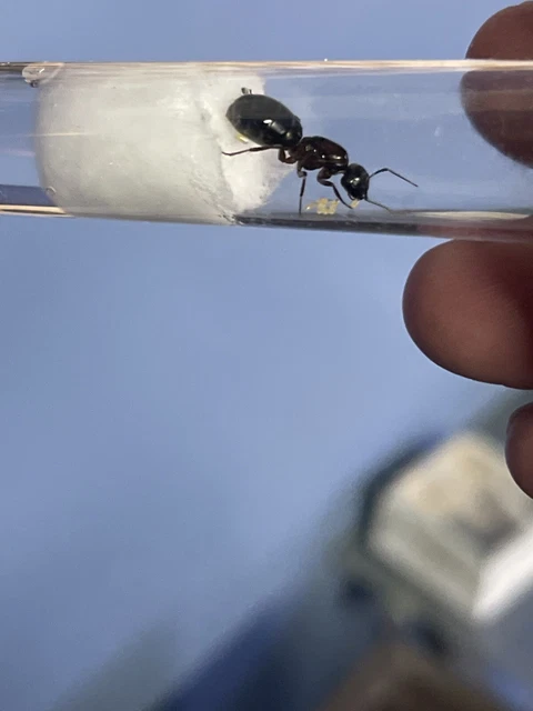 Queen ant (reptile feeder insects) Camponotus Novae with eggs