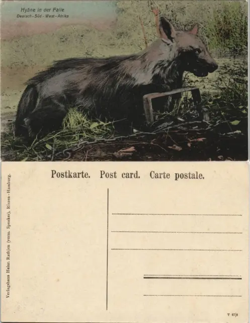 Postcard .Namibia Deutsch-Südwestafrika DSWA Kolonie Hyäne 1909