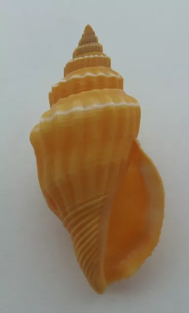 Seashell corrugado estromb canario eritrino