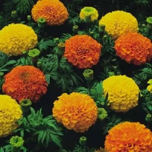 African Marigold - Crackerjack Mixed - 1,040  Fresh Seeds