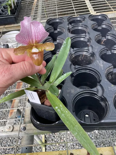 orchid species-Paphiopedilum charlesworthii-China