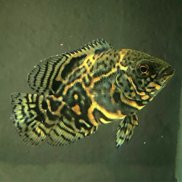 Assort TIGER , ALBINO, LEMON, RED OSCAR 1.75-3" live freshwater aquarium fish 2
