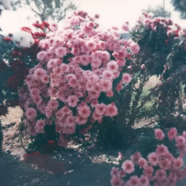 Vintage Polaroid Photo Pink Flowers Bush Outdoor Landscaping Found Art Snapshot