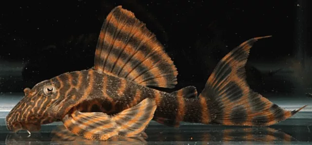 1.5" - L397 Alenquer Tiger Pleco | USA Tank Bred 3